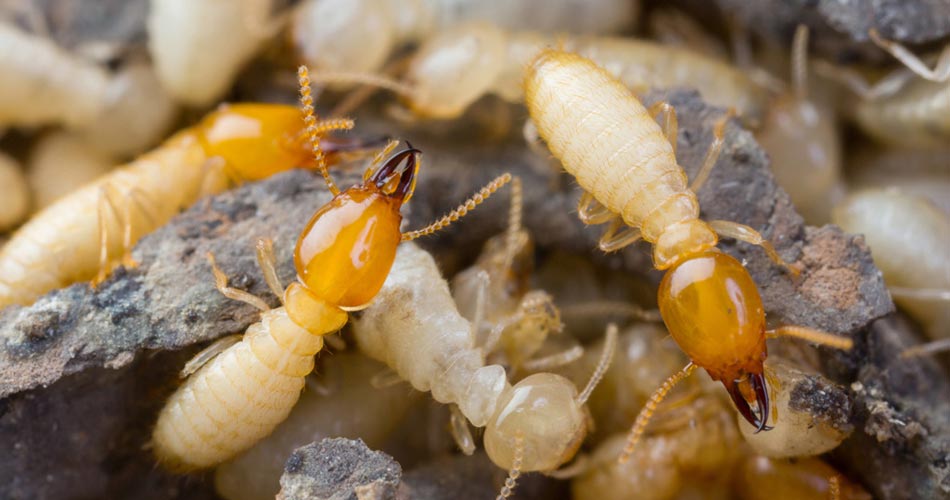 Termite Inspection